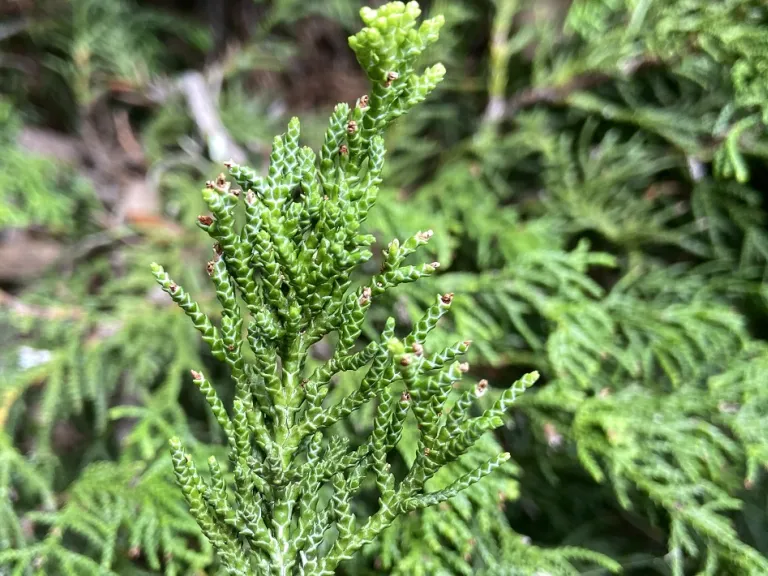 Chamaecyparis obtusa back of scale