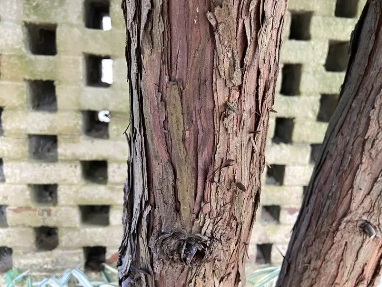 Chamaecyparis obtusa bark