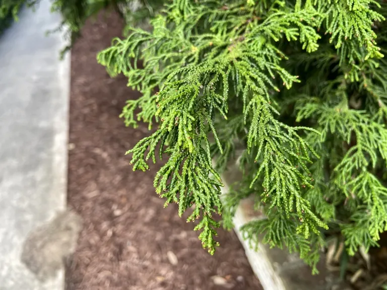 Chamaecyparis obtusa foliage