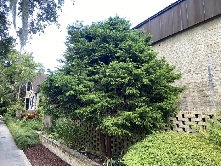 Chamaecyparis obtusa habit