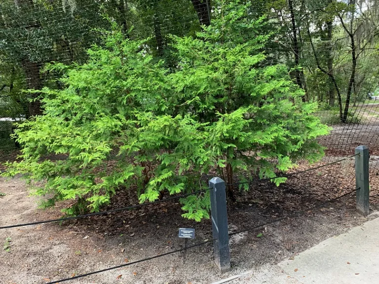 Chamaecyparis pisifera 'Vintage Gold' habit