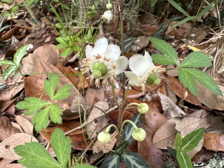 Chimaphila maculata flower and flower buds