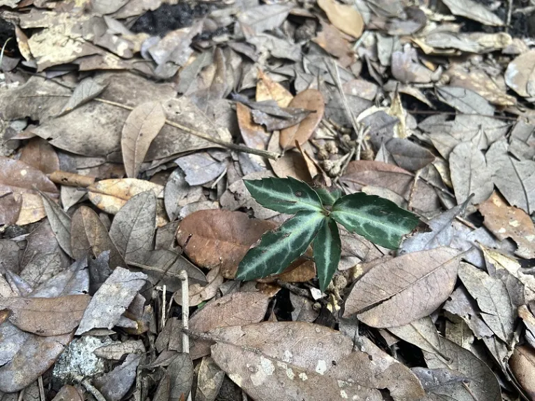 Chimaphila maculata foliage