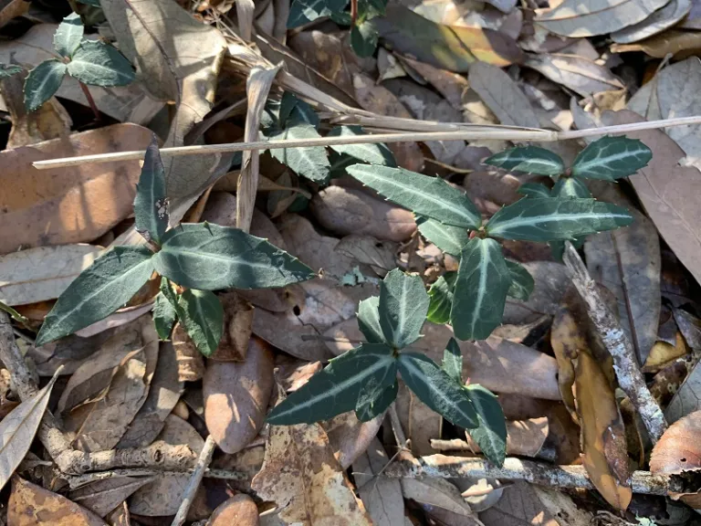 Chimaphila maculata habit