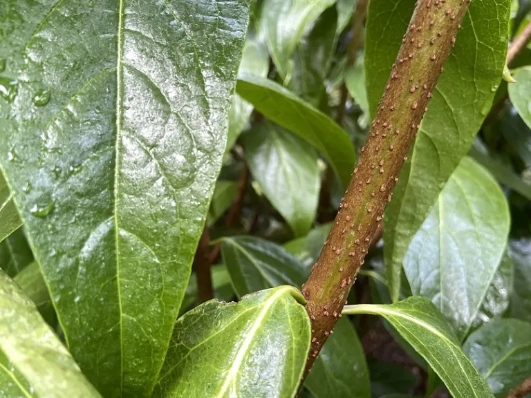 Chimonanthus praecox bark