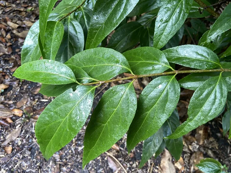 Chimonanthus praecox foliage