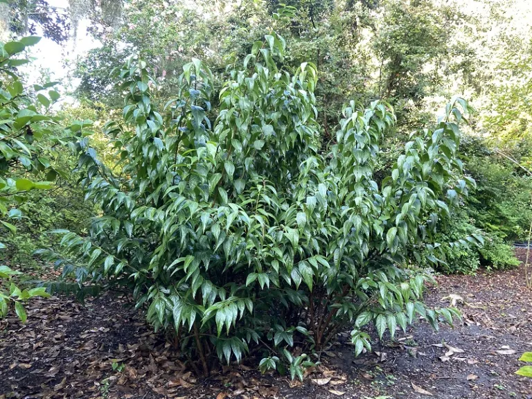 Chimonanthus praecox habit