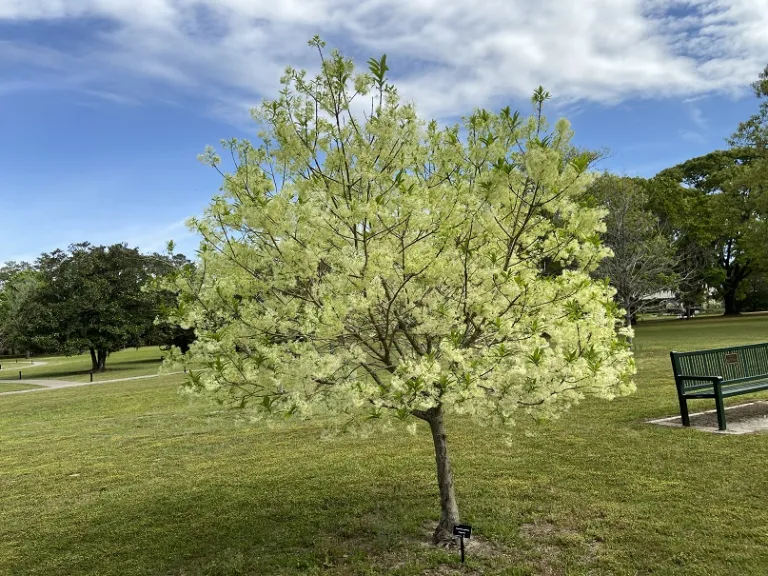 Chionanthus virginicus flowering habit