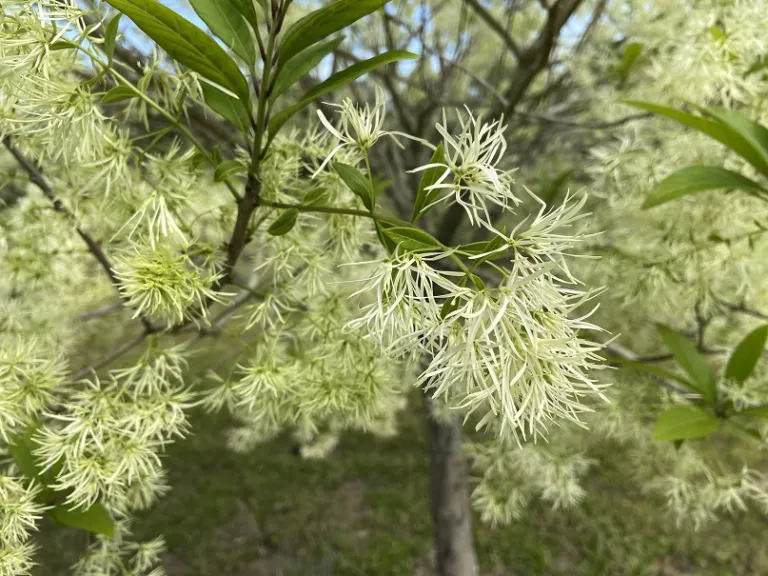 Chionanthus virginicus flowers