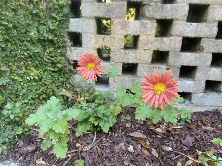 Chrysanthemum 'Cathy's Rust' flowering habit