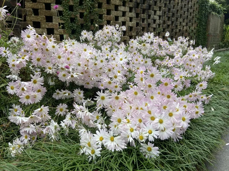 Chrysanthemum ×morifolium 'Ryan's Pink' habit