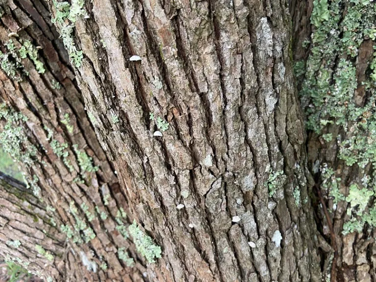 Cinnamomum camphora bark
