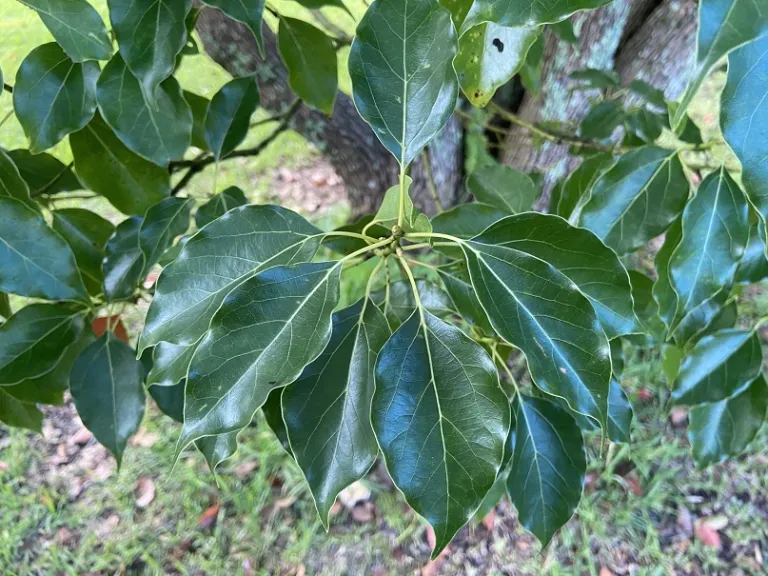 Cinnamomum camphora foliage