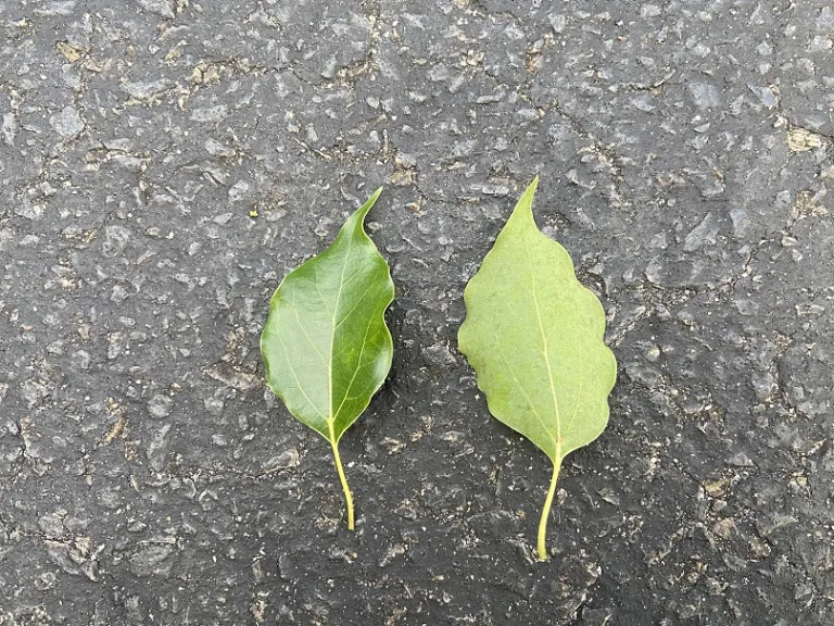 Cinnamomum camphora leaf front and back
