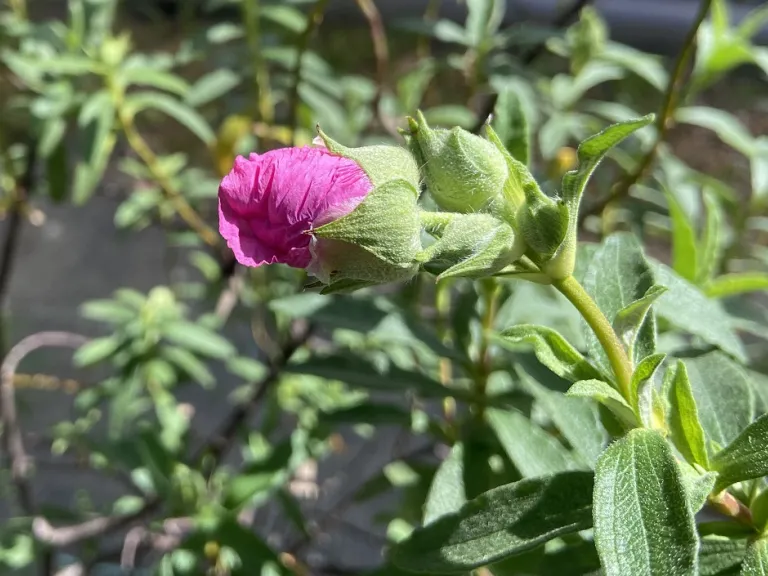 Cistus × purpureus flower bud