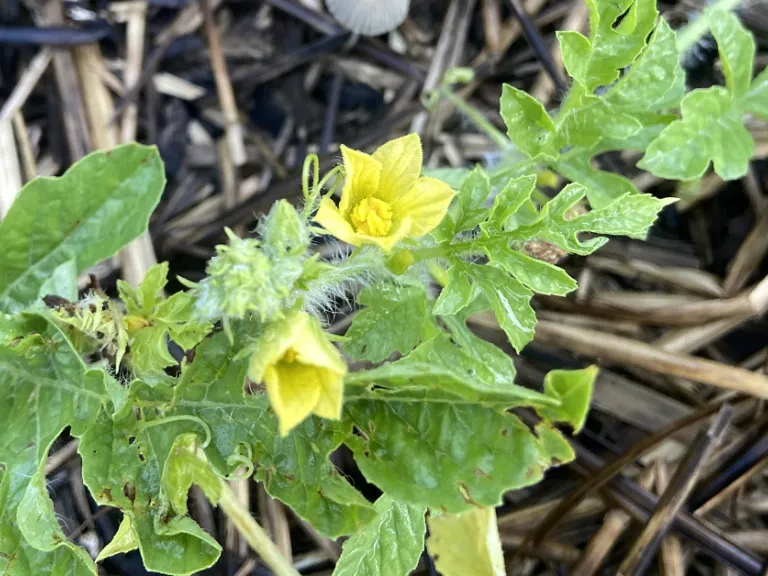 Citrullus lanatus 'Allsweet' flower