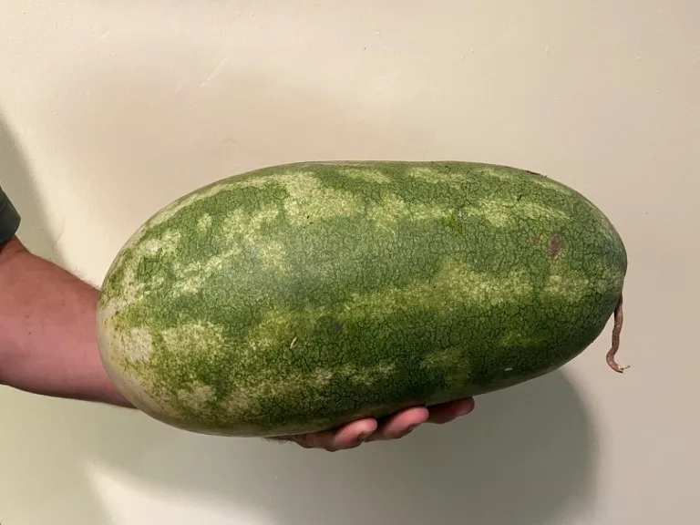 Citrullus lanatus 'Allsweet' fruit