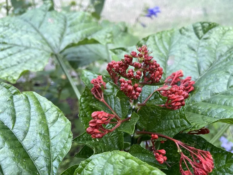 Clerodendrum paniculatum flower buds
