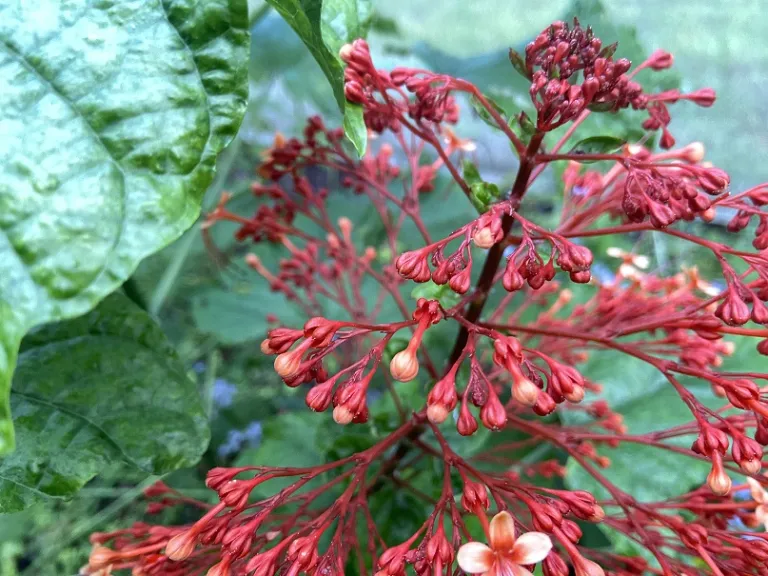 Clerodendrum paniculatum flower buds