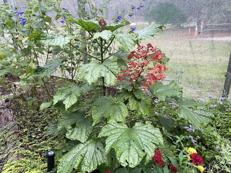 Clerodendrum paniculatum flowering habit