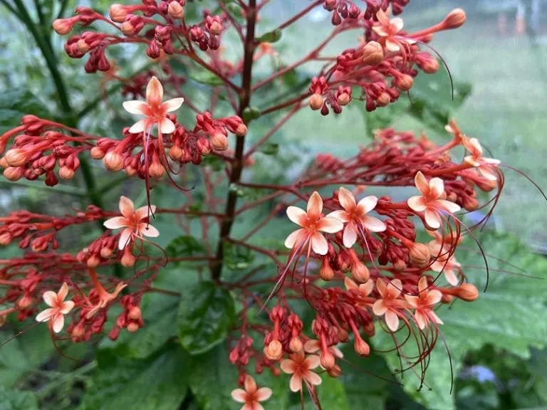 Clerodendrum paniculatum flowers