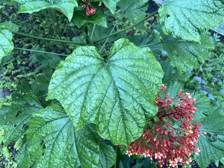 Clerodendrum paniculatum foliage