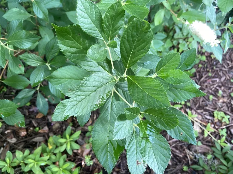 Clethra alnifolia 'Caleb' (Vanilla Spice™) foliage