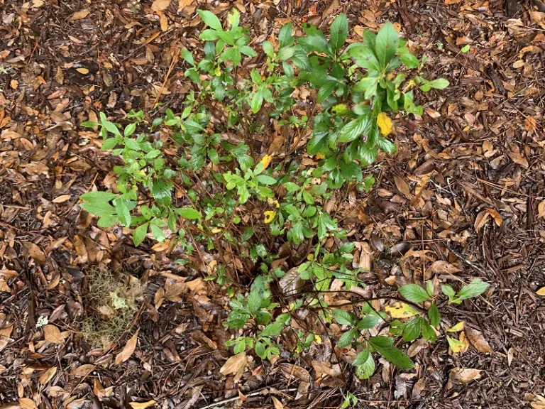 Clethra alnifolia 'Crystalina' (Sugartina®) habit