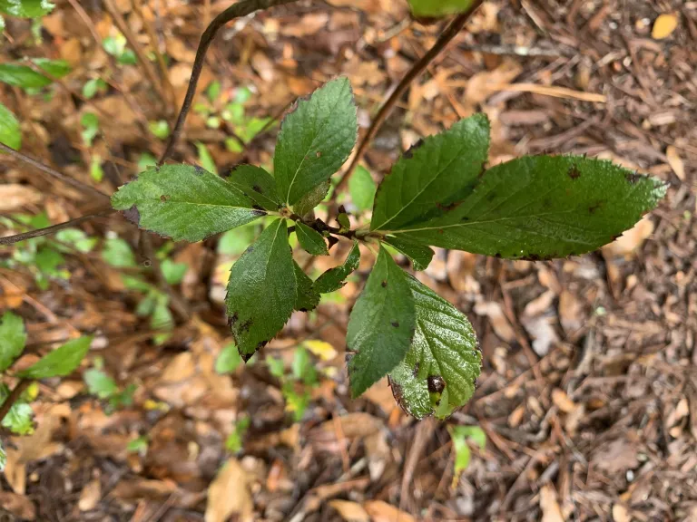 Clethra alnifolia 'Crystalina' (Sugartina®) foliage