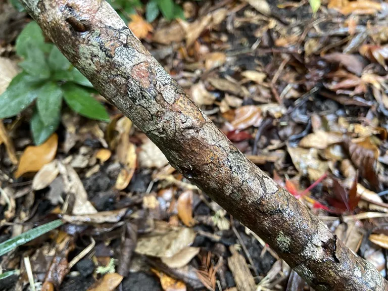 Clethra tomentosa 'Cottondale' bark