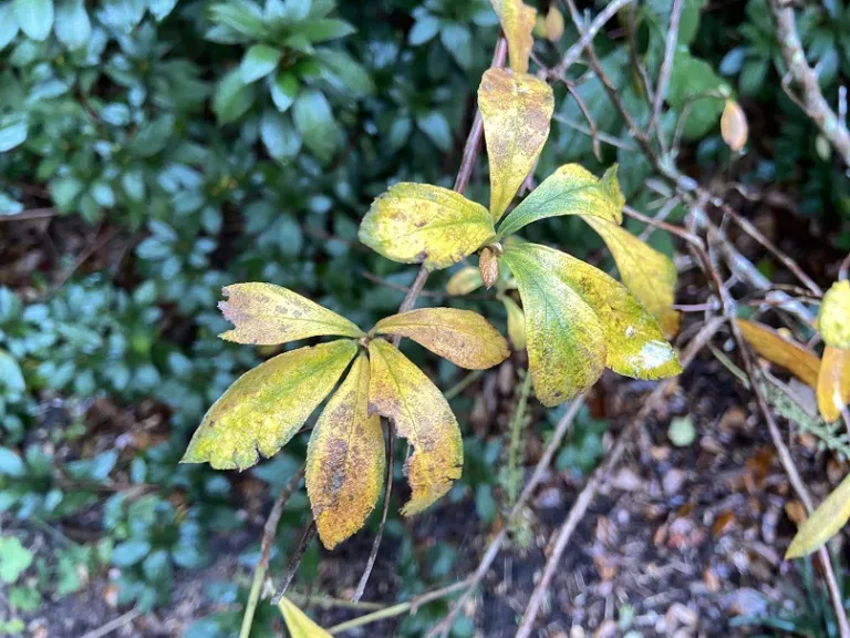 Clethra tomentosa 'Cottondale' fall foliage
