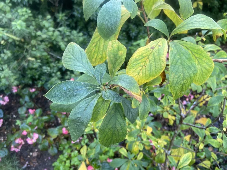 Clethra tomentosa 'Cottondale' foliage