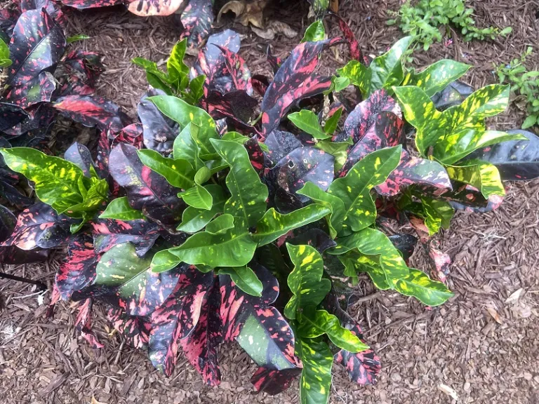 Codiaeum variegatum var. pictum 'Magnificent' foliage