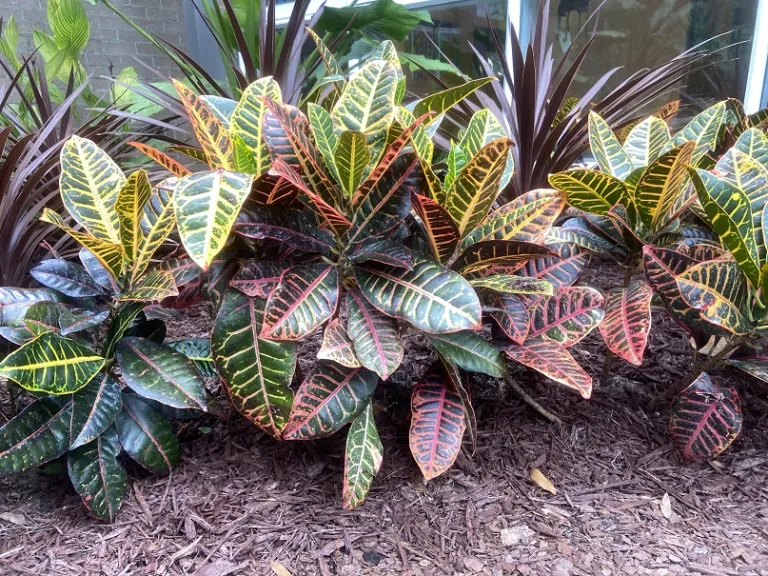 Codiaeum variegatum var. pictum 'Petra' habit