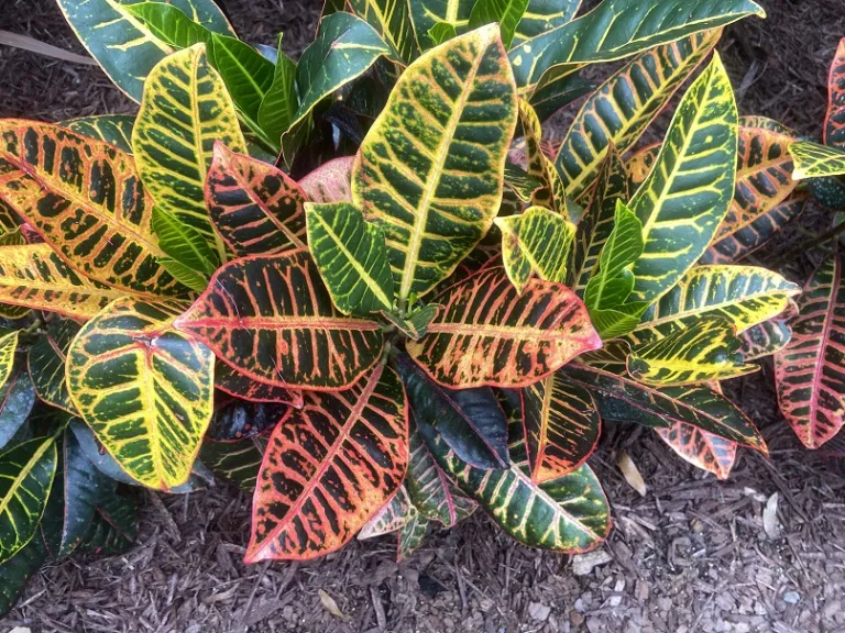 Codiaeum variegatum var. pictum 'Petra' | Brookgreen