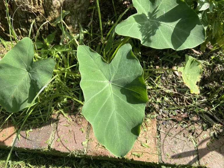 Colocasia esculenta foliage