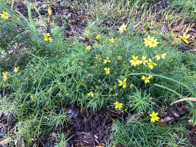 Coreopsis verticillata 'Zagreb' flowering habit