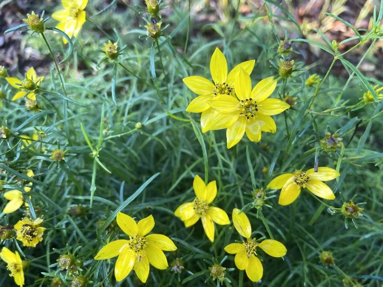 Coreopsis verticillata 'Zagreb' flowers