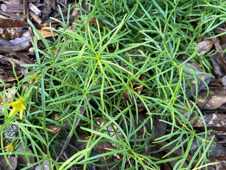 Coreopsis verticillata 'Zagreb' foliage
