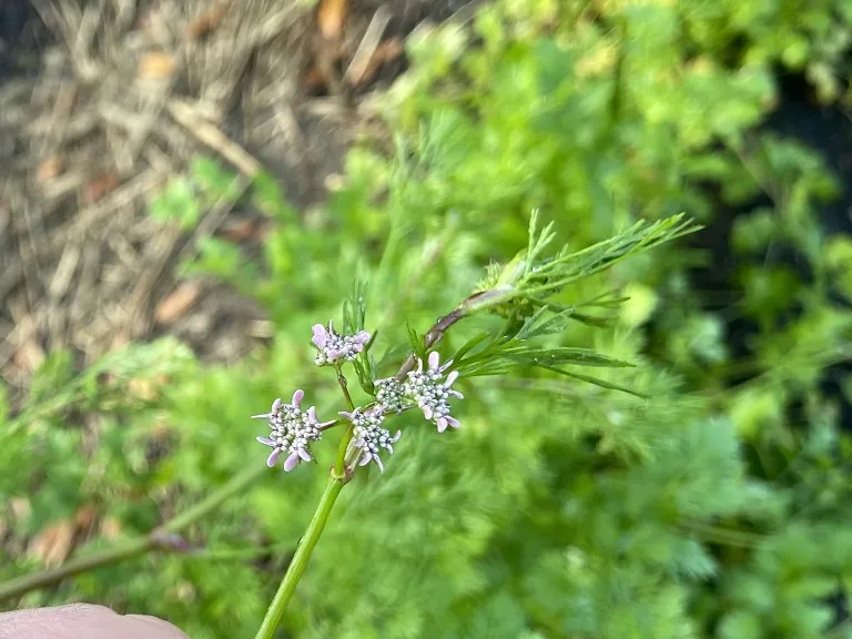 Coriandrum sativum 'Calypso' flower