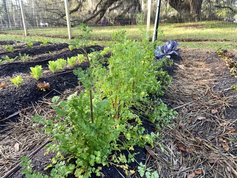 Coriandrum sativum 'Calypso' flowering habit