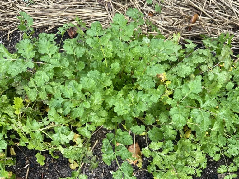 Coriandrum sativum 'Calypso' foliage