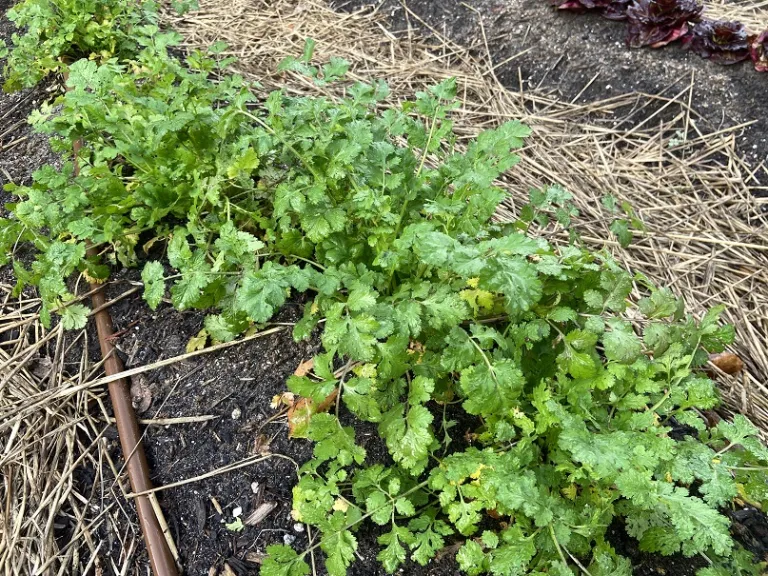 Coriandrum sativum 'Calypso' habit