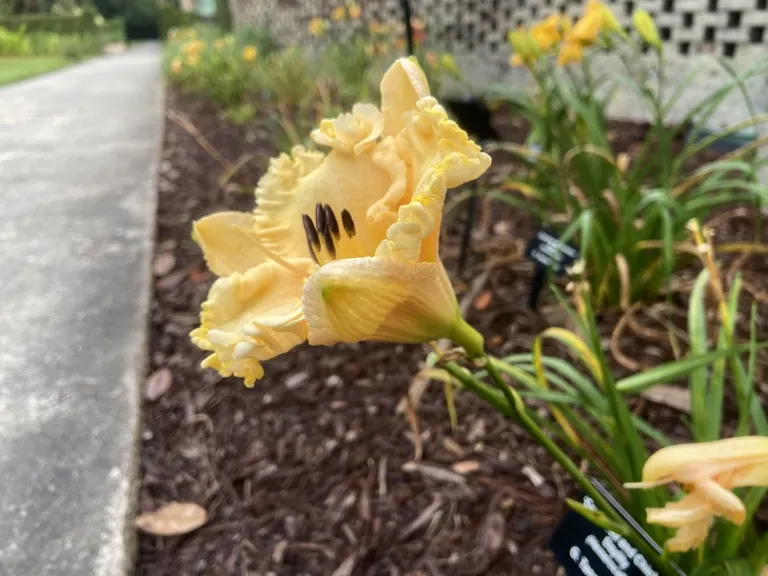 Hemerocallis 'Cornbread and Chicken' flower