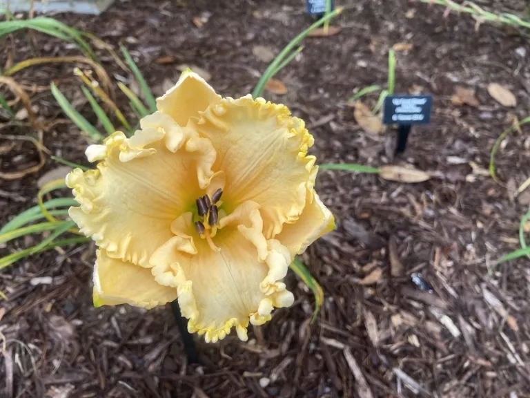 Hemerocallis 'Cornbread and Chicken' flower
