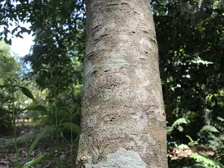 Cornus elliptica bark