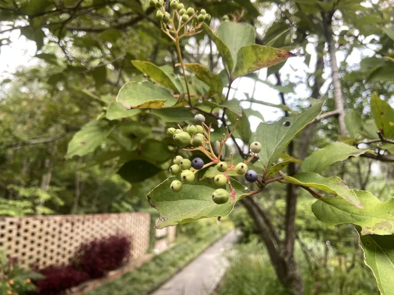 Cornus foemina fruit