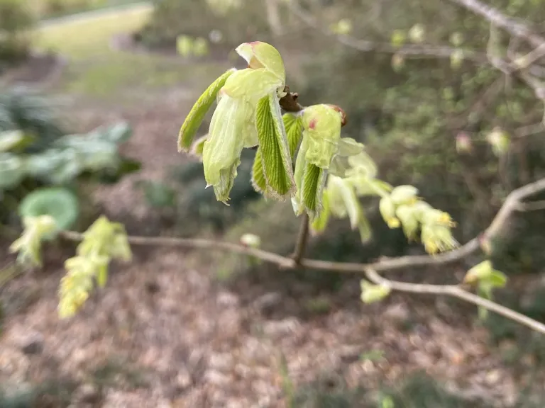 Corylopsis spicata 'Ogon' emerging leaves