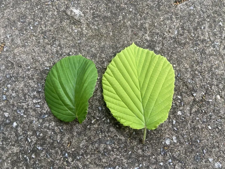 Corylopsis spicata leaf and Corylopsis spicata 'Ogon' leaf comparison