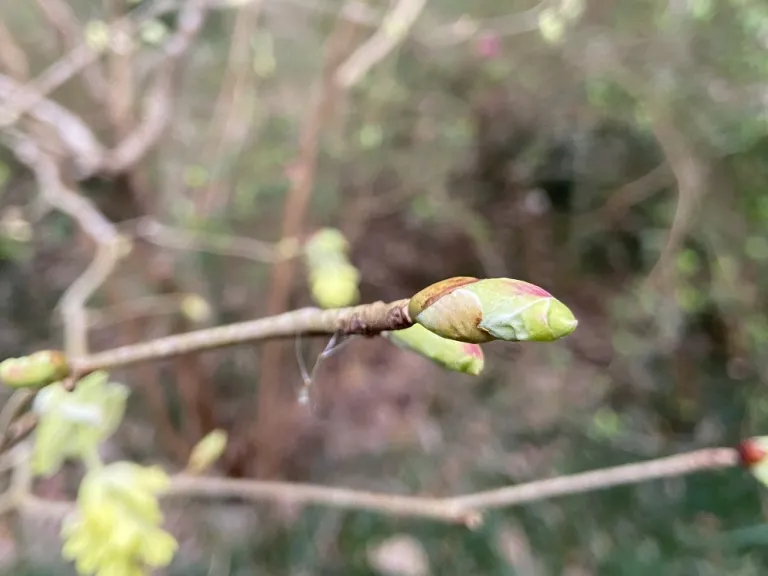 Corylopsis spicata' Ogon' bud
